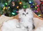 DAEMON - Scottish Fold Cat For Sale - Fontana&comma; CA&comma; US