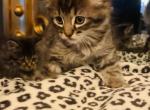 Tri colored female - Maine Coon Cat For Sale - Kent&comma; WA&comma; US