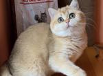 Zorya - British Shorthair Cat For Sale - Wheeling&comma; IL&comma; US