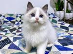 Tom - Ragdoll Cat For Sale - Tuscaloosa&comma; AL&comma; US