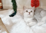 Channel - Munchkin Cat For Sale - Staten Island&comma; NY&comma; US