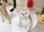 Dior - Munchkin Cat For Sale - Staten Island&comma; NY&comma; US