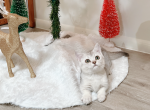 Miumiu - Munchkin Cat For Sale - Staten Island&comma; NY&comma; US