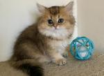 Berry - British Shorthair Cat For Sale - New York&comma; NY&comma; US