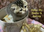 Aurora - British Shorthair Cat For Sale - Gainesville&comma; GA&comma; US