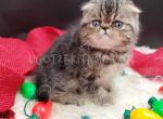 Scottish Kilt Folded male - Scottish Fold Cat For Sale - Daytona Beach&comma; FL&comma; US