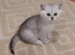 Silver chinchilla babies - Scottish Straight Cat For Sale - Herndon&comma; VA&comma; US