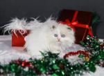 Foldex kittens ready January - Scottish Fold Cat For Sale - Omaha&comma; NE&comma; US