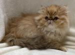 Trudy - Persian Cat For Sale - Callahan&comma; FL&comma; US