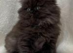 Royce - Persian Cat For Sale - Callahan&comma; FL&comma; US
