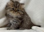 Roscoe - Persian Cat For Sale - Callahan&comma; FL&comma; US