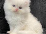Olivia - Persian Cat For Sale - Callahan&comma; FL&comma; US
