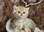 Stripes - British Shorthair Cat For Sale - Gainesville&comma; GA&comma; US