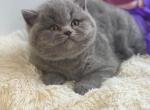 Happy - British Shorthair Cat For Sale - Glendale&comma; CA&comma; US