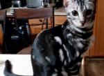 Silver Marbled Female Matilda - Bengal Cat For Sale - Bradner&comma; OH&comma; US