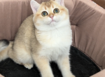 Fatima - British Shorthair Cat For Sale - Glendale&comma; CA&comma; US