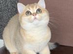 Tiana - British Shorthair Cat For Sale - Glendale&comma; CA&comma; US