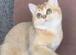 Tom - British Shorthair Cat For Sale - Glendale&comma; CA&comma; US