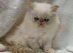 Stetson - Himalayan Cat For Sale - Callahan&comma; FL&comma; US