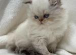 Lancelot - Himalayan Cat For Sale - Callahan&comma; FL&comma; US