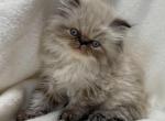 Duke - Himalayan Cat For Sale - Callahan&comma; FL&comma; US