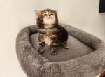 Tom - Siberian Cat For Sale - Chelsea&comma; MA&comma; US