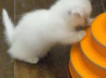 Ariel kilt Half off now - Munchkin Kitten For Sale - Elmhurst&comma; NY&comma; US