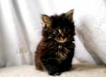 Bert - Himalayan Cat For Sale - Vestal&comma; NY&comma; US