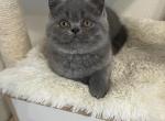 Casper - British Shorthair Cat For Sale - Battle Ground&comma; WA&comma; US