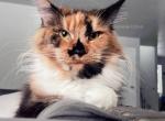 Ursula - Maine Coon Cat For Sale - WA&comma; US