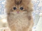 Oreo - British Shorthair Cat For Sale - Atlanta&comma; GA&comma; US