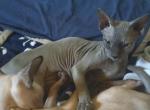 TICA Nell - Sphynx Cat For Sale/Retired Breeding - Rockford&comma; IL&comma; US