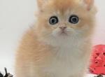 Tiffany - British Shorthair Cat For Sale - Woodruff&comma; SC&comma; US