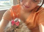 Blueberry - Persian Cat For Sale - Fort Worth&comma; TX&comma; US