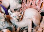 Male Sphynxs - Sphynx Cat For Sale - Brooklyn&comma; NY&comma; US