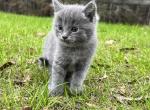 Misty - Maine Coon Cat For Sale - Columbus&comma; GA&comma; US