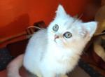 Dolly - Brazilian Shorthair Cat For Sale - New York&comma; NY&comma; US