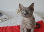 Xaby - Devon Rex Cat For Sale - CA&comma; US