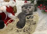 Betty - Scottish Fold Cat For Sale - North Richland Hills&comma; TX&comma; US