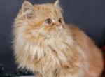 NS Minuets - Minuet Cat For Sale - Omaha&comma; NE&comma; US