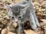 Ash - American Shorthair Cat For Sale - Columbus&comma; GA&comma; US