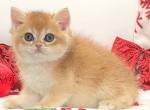 Balu - British Shorthair Cat For Sale - Woodruff&comma; SC&comma; US