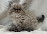 Caroline - Himalayan Cat For Sale - Callahan&comma; FL&comma; US