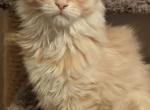 Ellyse - Maine Coon Cat For Sale - Staten Island&comma; NY&comma; US