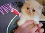 Persian Male 2 - Persian Cat For Sale - MA&comma; US
