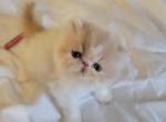 Persian Male 1 - Persian Cat For Sale - MA&comma; US
