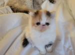 Persian female 2 - Persian Cat For Sale - MA&comma; US
