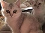 Nina - British Shorthair Cat For Sale - Brooklyn&comma; NY&comma; US