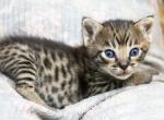 Gorgeous F4 Savannahs - Savannah Cat For Sale - Lakeland&comma; FL&comma; US
