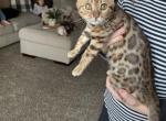 Pink collar F3 female Bengal - Bengal Cat For Sale - Litchfield&comma; IL&comma; US